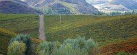 VINEYARDS